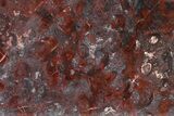 Polished Stromatolite (Collenia) Slab - Minnesota #326047-1